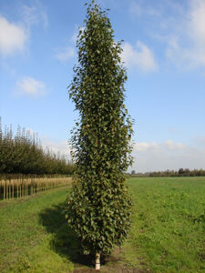 Picture of Betula